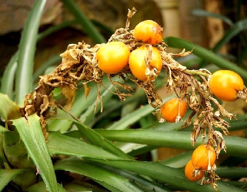 Bromelia Pinguin Plant